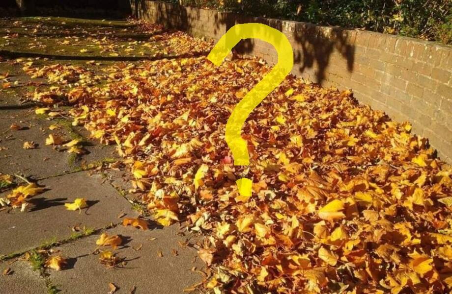 10 животных, которые так удачно спрятались, что их невозможно найти без подсказки