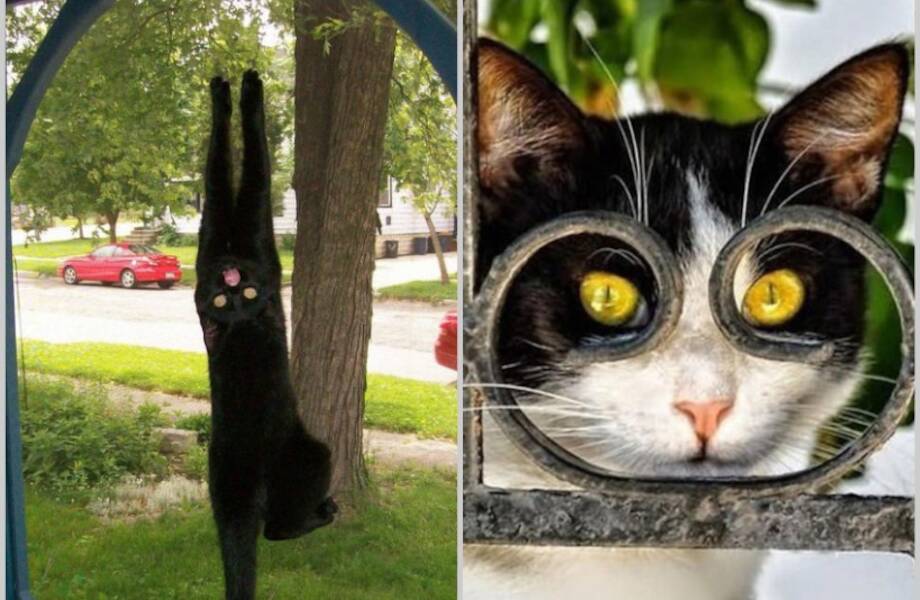 17 кошек, которые ведут себя до смешного глупо