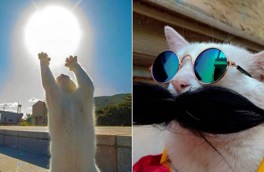 16 фото кота, который каждый день приходил к магазину в поисках еды, а нашел хозяина