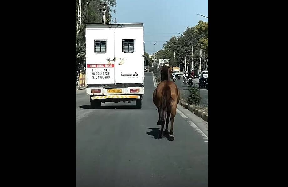 Видео: Лошадь гонится за машиной скорой помощи, потому что там ее сестра