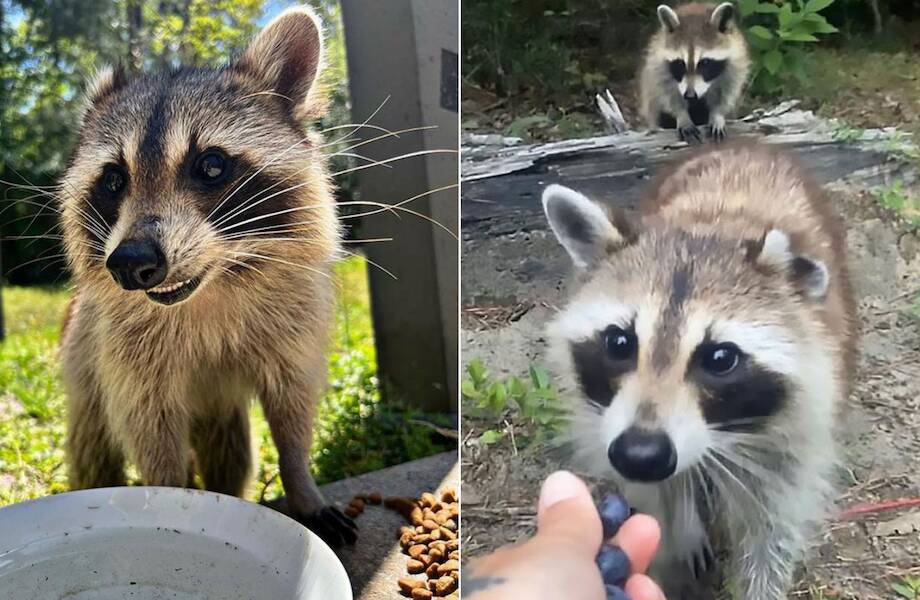 11 фото енотихи, которая привела малышей, чтобы показать женщине, заботящейся о ней