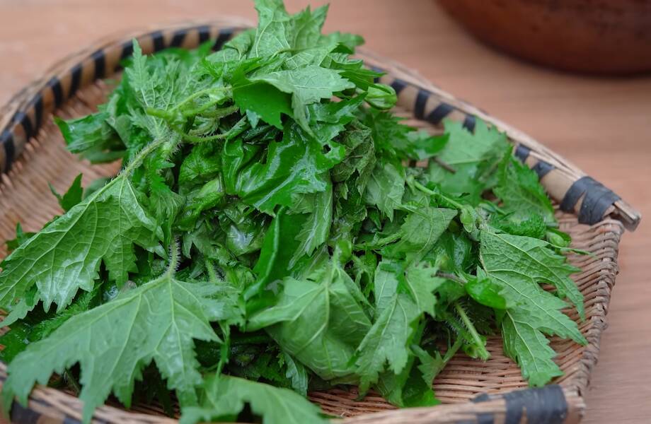Видео: Какую траву китайцы боятся трогать, но делают из нее вкусный деликатес