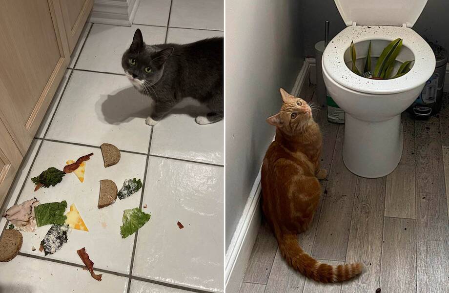 14 смешных фото котов, которые и дня не могут без того, чтобы не нахулиганить 