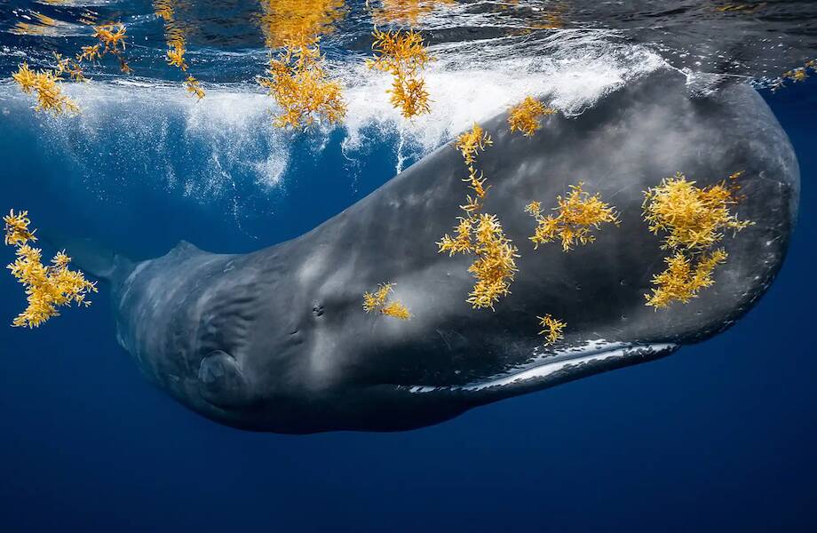20 фотографий из океанских глубин: финалисты конкурса Ocean Photography Awards 2021