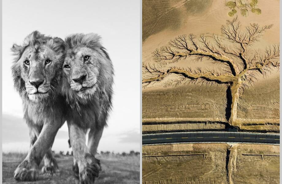 12 сильных снимков с фотоконкурса, который показывает, как прекрасна наша планета