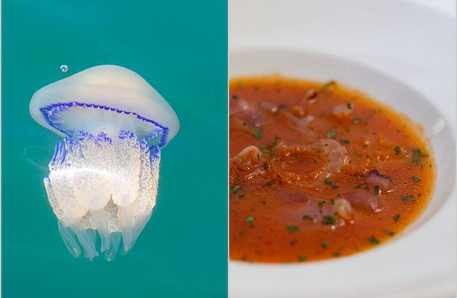На вкус как море: зачем итальянские повара пытаются приготовить медуз