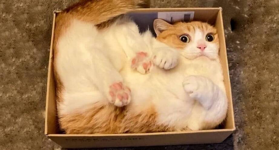 Фото дня: коты — это жидкость