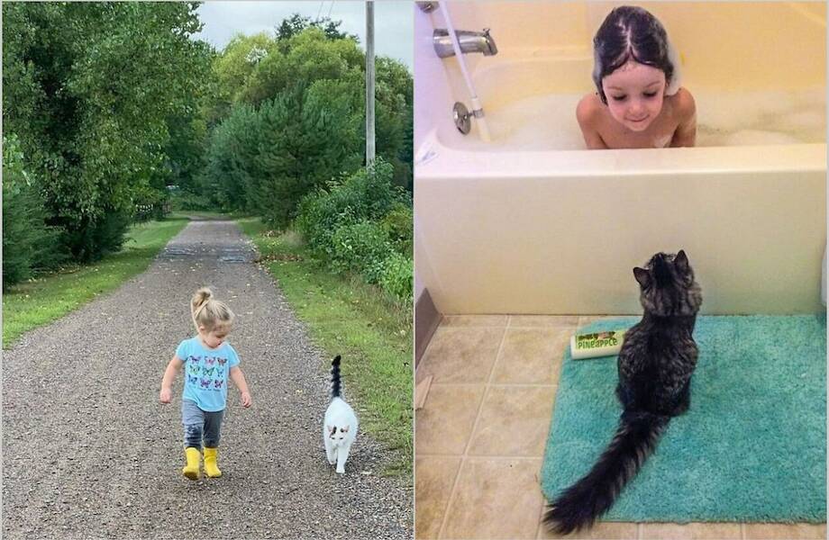 15 котов и кошек, которые решили, что няня — их новая работа