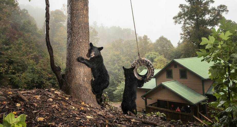Фото дня: косолапые гости