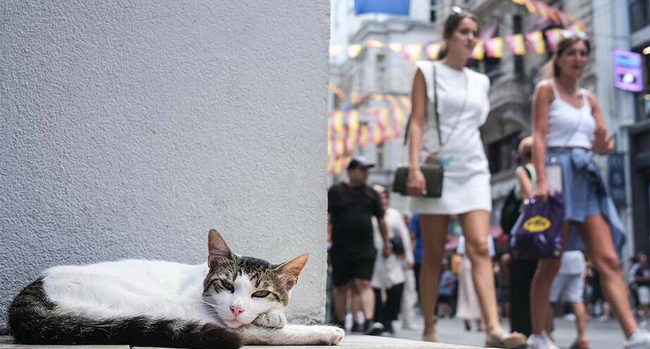 Фото дня: котик из Стамбула
