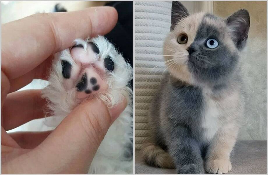 15 животных, у которых совершенно потрясающий окрас