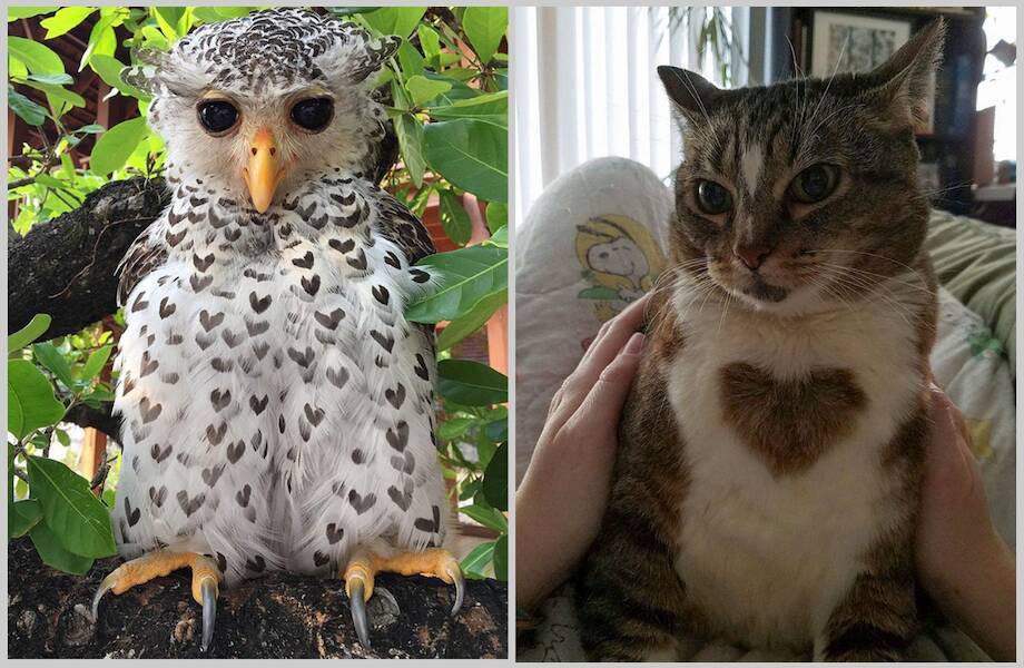 15 милых животных, у которых есть сердечки 15 милых животных, у которых есть сердечки