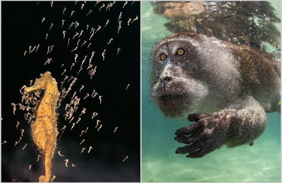 12 потрясающих снимков фотографов, которые показывают подводный мир