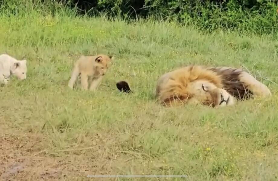 Видео: львята мешают спать папе и охотятся на его хвост Видео: львята мешают спать папе и охотятся на его хвост