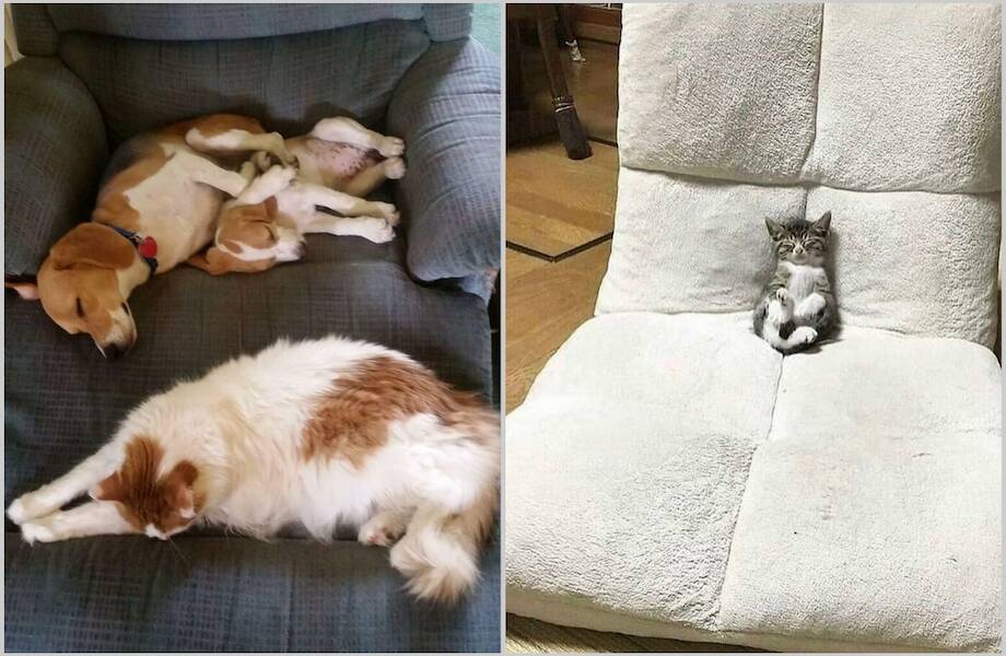 15 чудесных животных, которые напоминают о важности сна