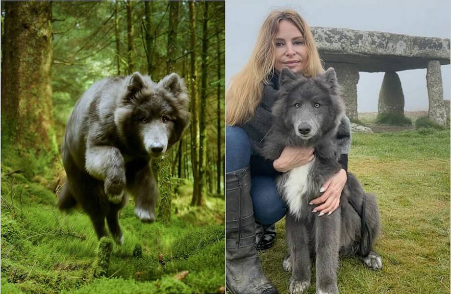 15 фото голубого волка, который живет дома у британки