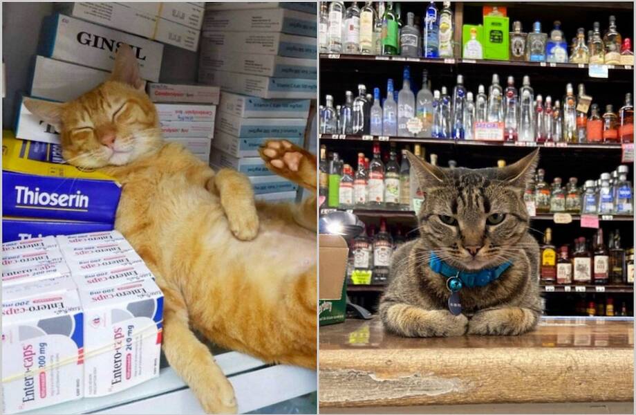 14 котов, которые поселились в магазинах Нью-Йорка