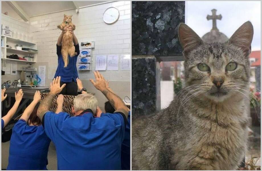 14 смешных фото, которые доказывают, что кошки посланы Богом