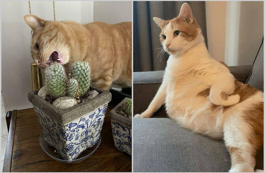 14 котов, которые ведут себя очень странно