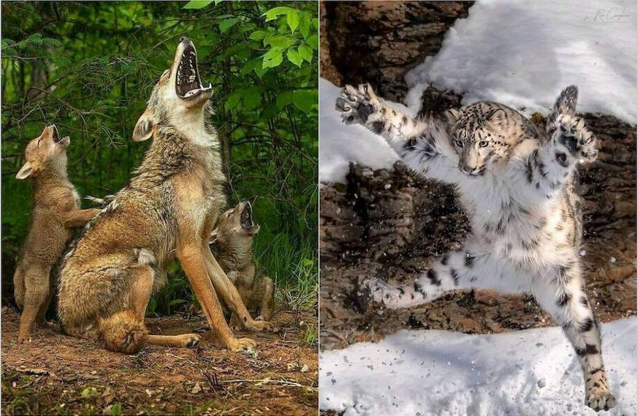 15 фото, которые заставят полюбить животных еще больше