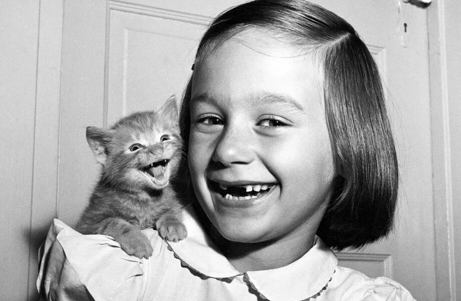 15 работ фотографа, который 75 лет снимал кошек 