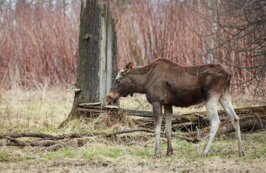 Лось после прогулки по Санкт-Петербургу освежился в Неве