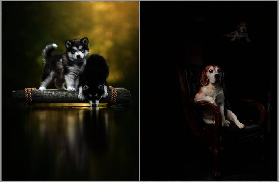 12 лучших фото с фотопремии, которая посвящена исключительно собакам