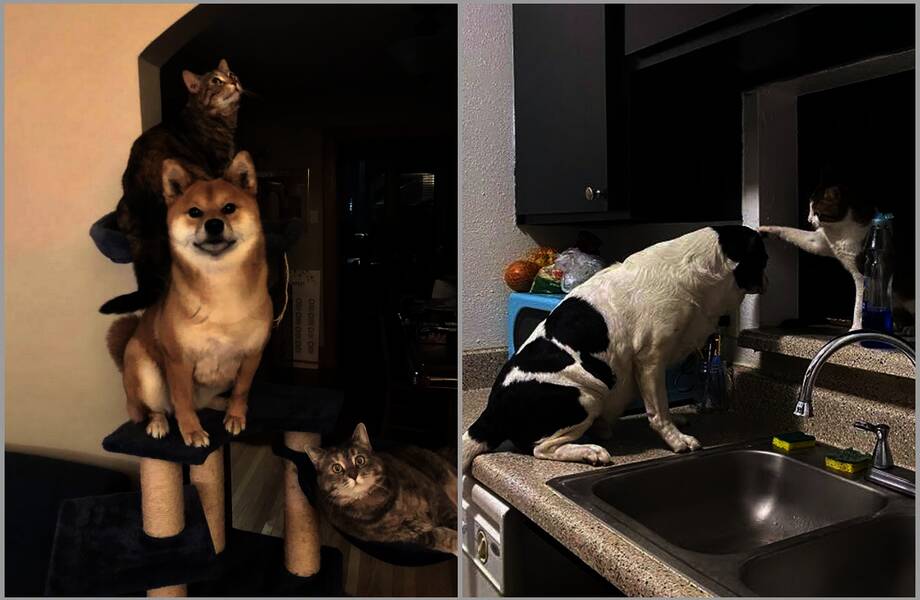 15 смешных собак, которые после жизни с кошками ведут себя как коты
