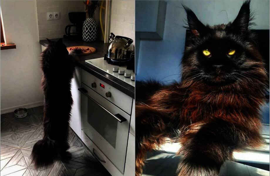 14 фото Зевса, гигантского кота, которого легко принять за собаку