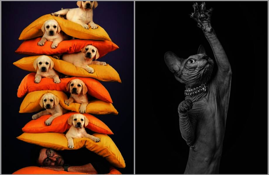 12 очаровательных финалистов фотоконкурса, посвященного питомцам