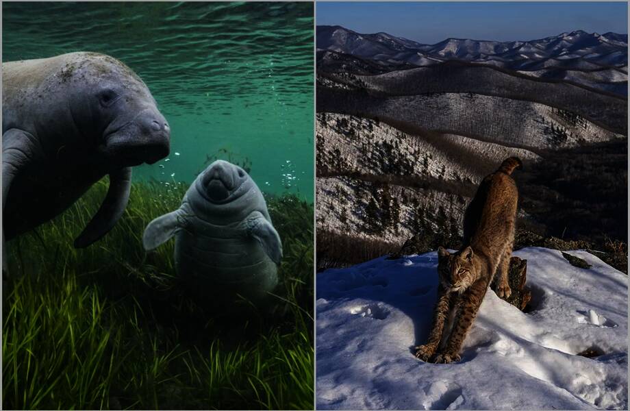 Муравьи-разрушители и не только: 12 победителей Wildlife Photographer of the Year