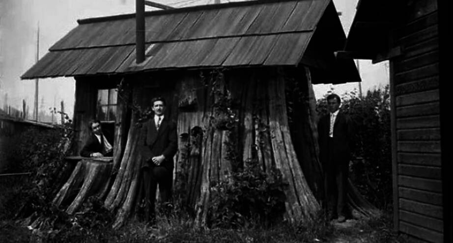 Фото дня: дом, построенный в гигантском пне, 1905 год