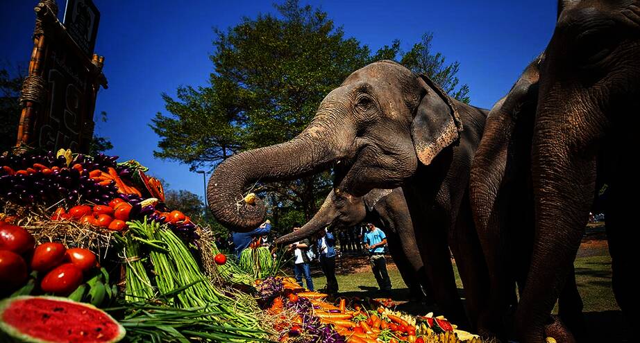 Фото дня: день рождения зоопарка Chiang Mai Night Safari в Таиланде