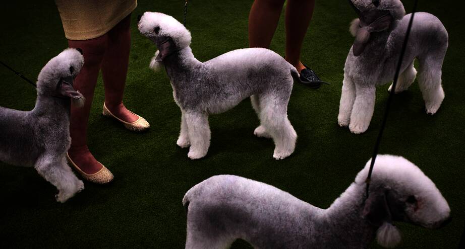 Фото дня: 149 выставка собак Westminster Kennel Club в Нью-Йорке