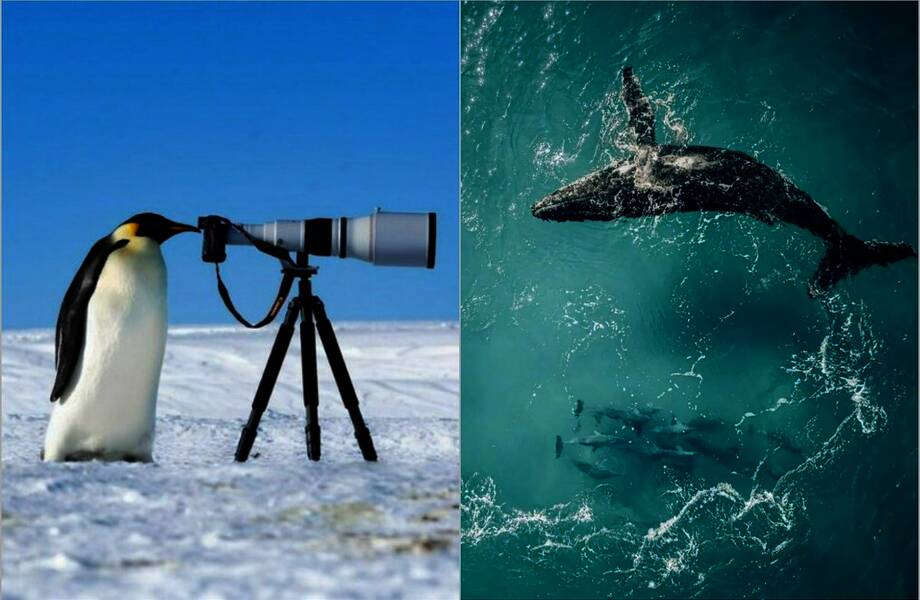 12 волшебных снимков дикой природы с конкурса The Nature Photography Contest 2024