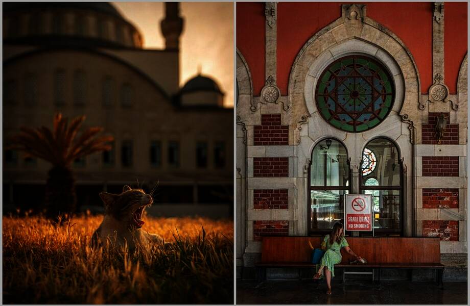 Стамбульские кошки: 15 хвостатых хранителей города в объективе Марселя Хейнена