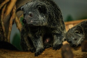 Новорожденные звезды зоопарка Новосибирска ― очаровательные бинтуронги