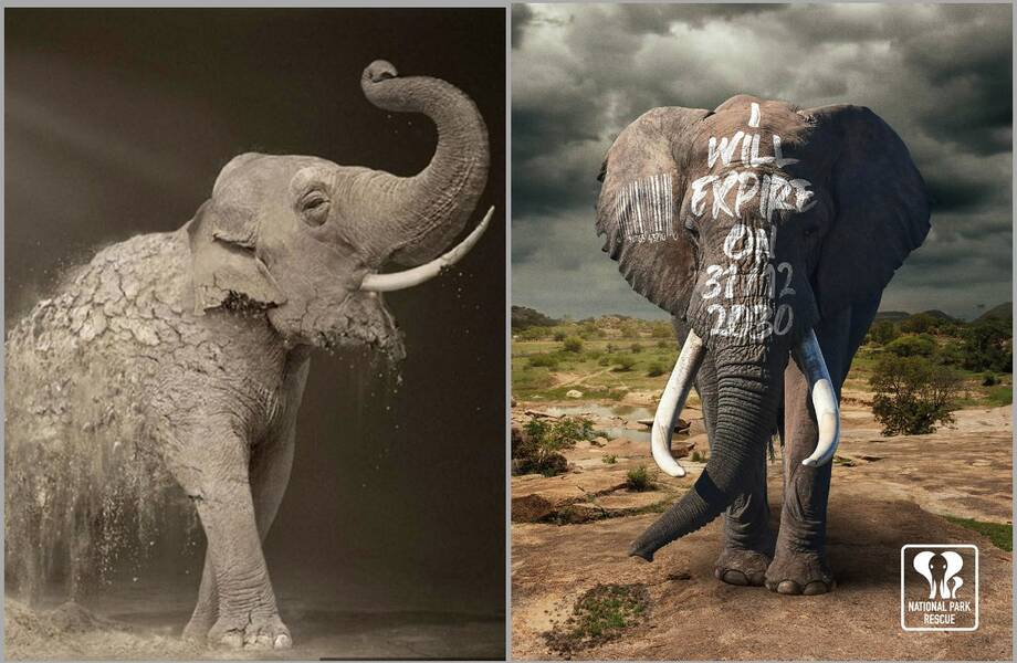 Величие и уязвимость: лучшая реклама, в главной роли которой ― слоны Величие и уязвимость: лучшая реклама, в главной роли которой ― слоны