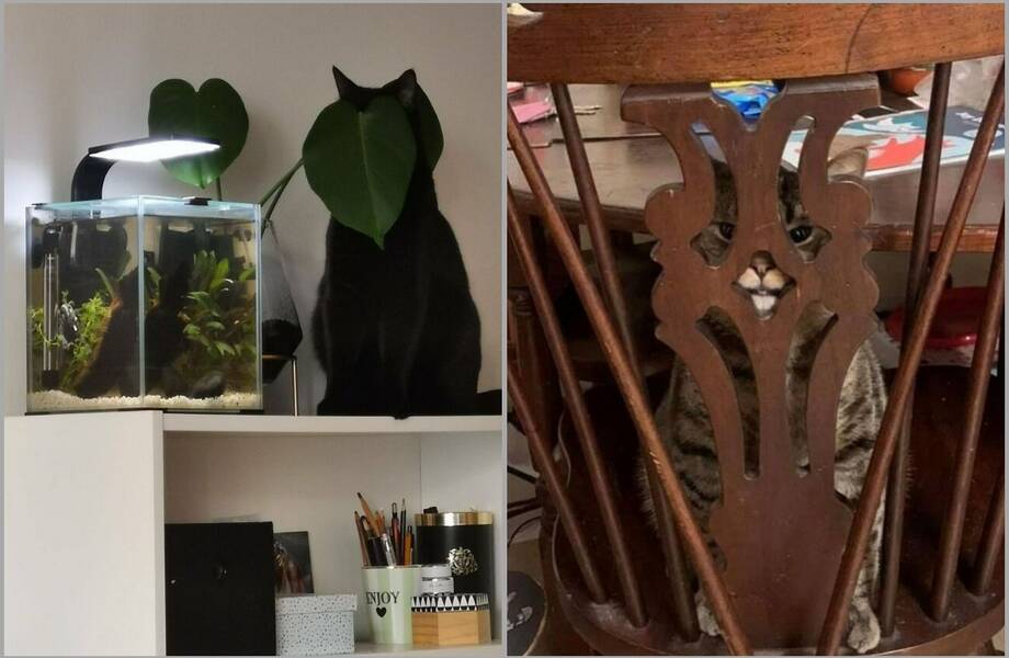 15 фото животных, которые, похоже, считают себя ниндзя 15 фото животных, которые, похоже, считают себя ниндзя