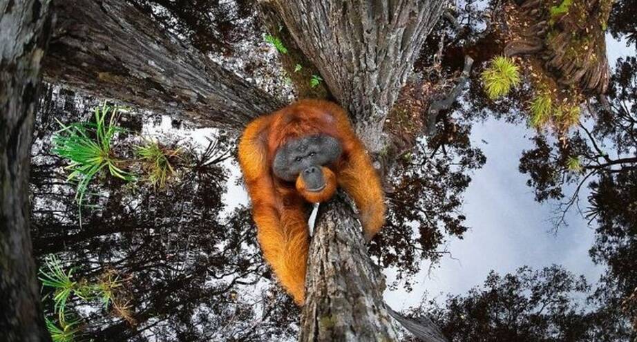 Фото дня: орангутан поднимается на дерево