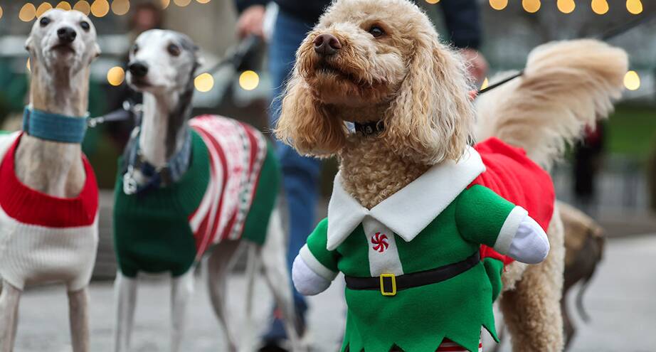 Фото дня: рождественский фестиваль в Эдинбурге