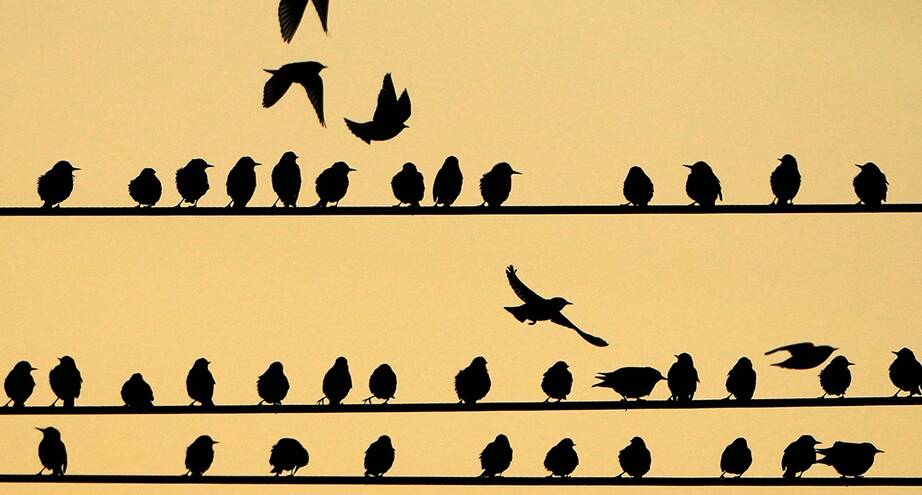 ​Фото дня: расселись!