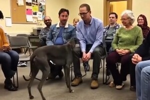 Трогательное видео: в США есть приюты, где собаки сами выбирают себе хозяев