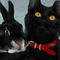 BLACK PETS